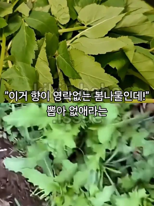 12981.webp