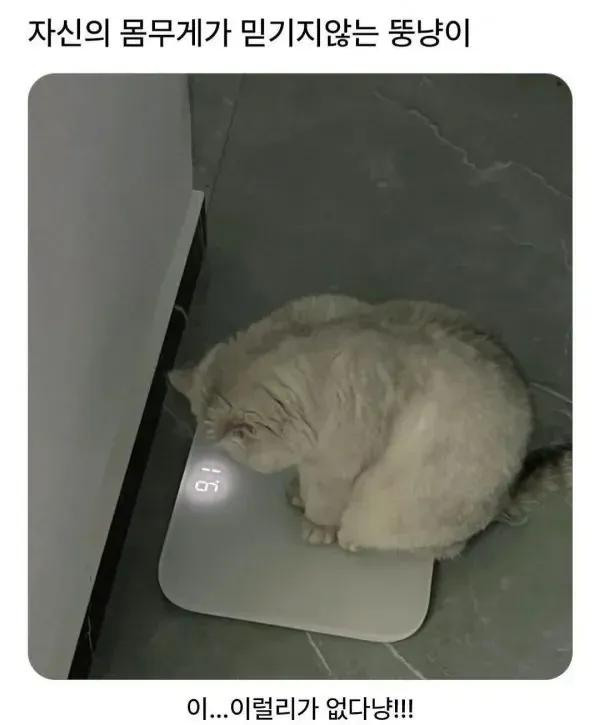 자신의 몸무게가 믿기지 않는 뚱냥이