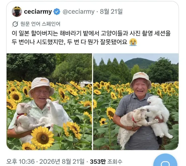 맨날 싸운다는 일본 할배의 고양이들