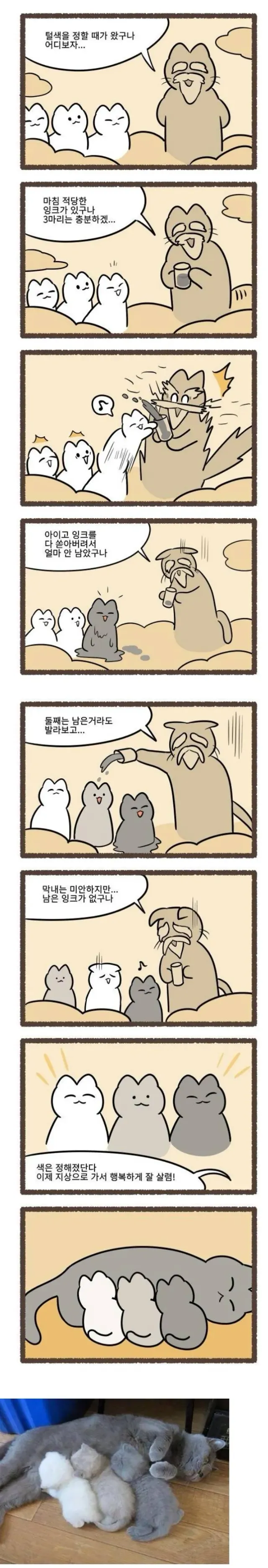 고양이 털색 정해지는 방법