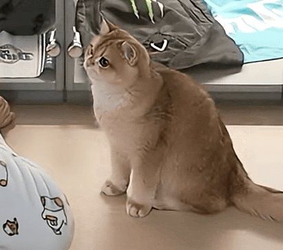 개냥이의 정석 꾸꾸 이미지