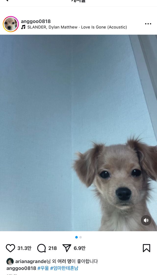 아리아나 그란데가 인스타 좋아요 눌러준 한국인의 강아지 이미지