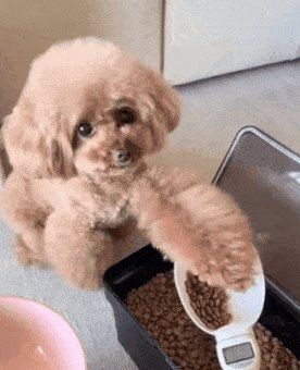 사료 그만 덜어내라는 댕댕이 이미지