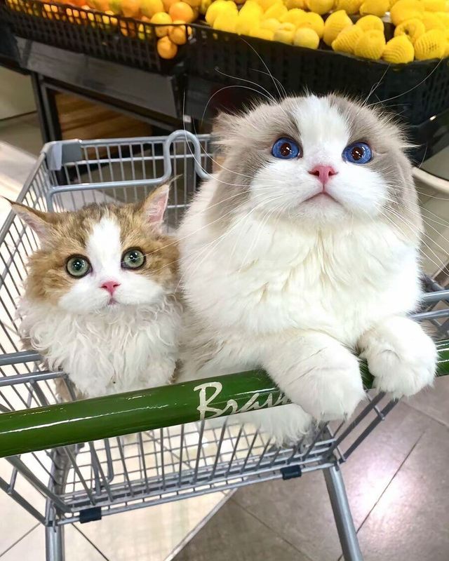 마트 쇼핑 따라온 고양이들 이미지