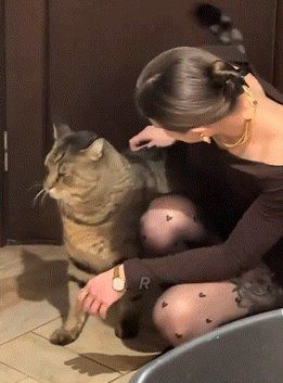 거대 냥냥쓰 이미지