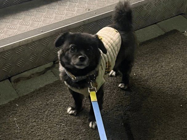 편의점에서 고구마를 판다는걸 알게된 댕댕이 이미지