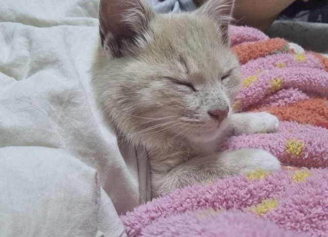 밥 챙겨줬던 길냥이가 갑자기 나한테 애기 맡기고 감 이미지