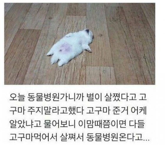 고구마의 유혹?… 겨울철 강아지들이 동물병원에 북적이는 귀여운 이유 이미지