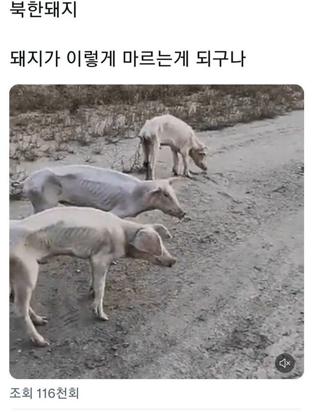 bt1dd921458c24e0e9b31f14e4b86f518e.jpeg