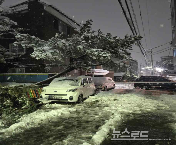 영통구의 나무가 쓰러져 주차된 차를 덮친 모습./사진=영통구청