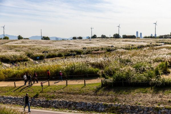 하늘공원 억새 밭 [사진=서울관광재단]