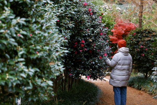 1004섬분재정원_ 애기동백숲길. [사진=한국관광공사. 이시우 작가 촬영]