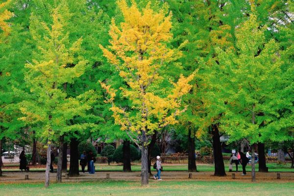 출처=남이섬. 가을 초입