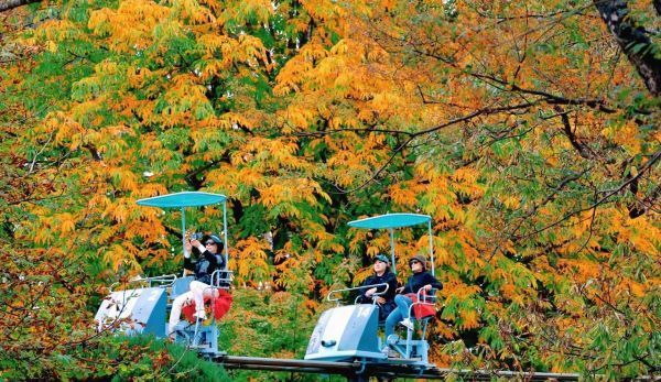 출처=남이섬. 가을 정경