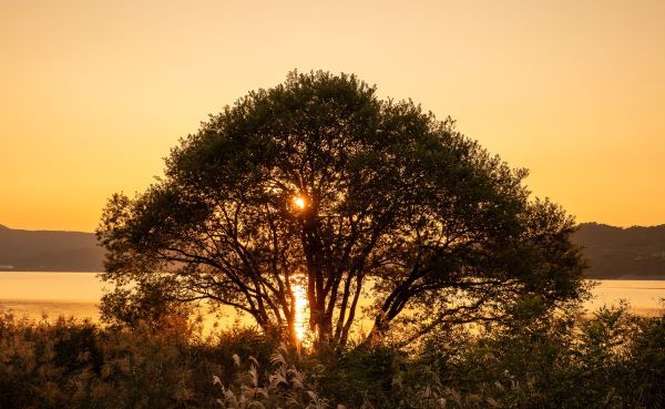 예당호전망대_일몰 무렵 황금빛으로 물드는 호숫가 사진 명소, 황금나무 [출처=한국관광공사]