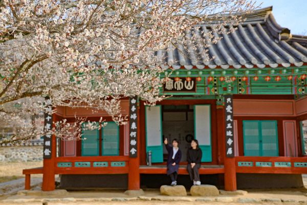 산청 남명매 [사진=산청군]