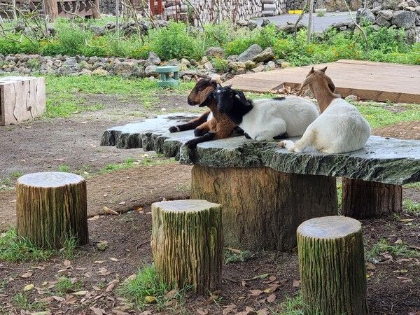 새별프렌즈 동물원 제공