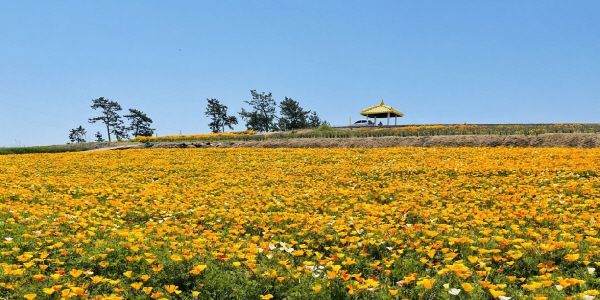 수선화가 지고 나면 피는 금영화. 사진= 선도 주민 박란희 씨 제공