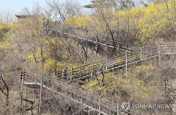 응봉산 개나리/연합뉴스