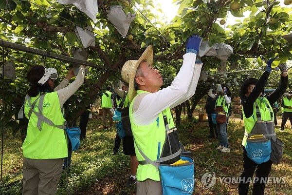 안성 배 농가 방문한 강호동 농협중앙회장/연합뉴스