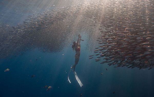 [하나투어 사진자료] 나팔링 정어리 떼 스노클링