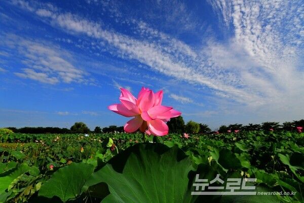 연꽃테마파크 모습/사진=시흥시
