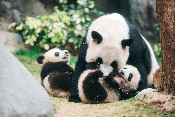[홍콩관광청 이미지] 홍콩 오션파크