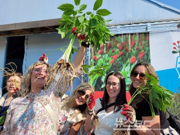 팸투어 참가자들이 파주 개성인삼캐기 체험을 하고 있다./사진=경기관광공사
