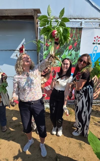 [한국관광공사 사진제공] 인삼캐기 체험을 하고 있는 참가자들