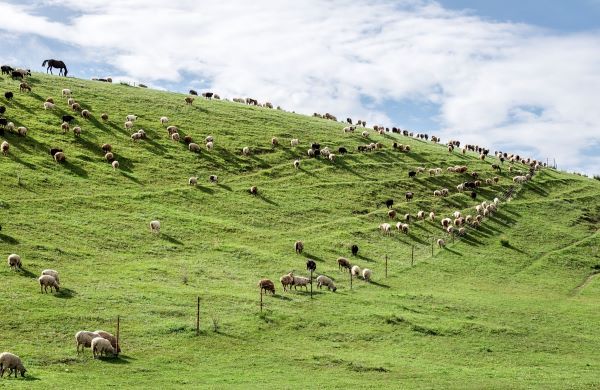 [교원투어 사진자료] 여행이지, 몽골 패키지 이미지