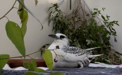 붉은꼬리열대새 코코넛 [사진=퀸즐랜드관광청]