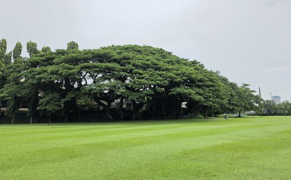 로얄 콜롬보 골프클럽의 아름드리 수목 [사진제공=더존투어]