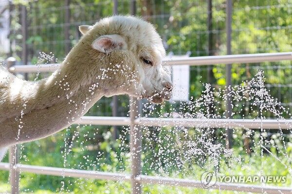 알파카의 여름나기/연합뉴스
