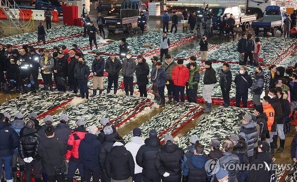 부산공동어시장 경매/연합뉴스
