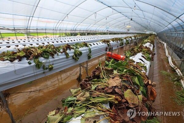 침수 피해 입은 딸기 육묘장/연합뉴스