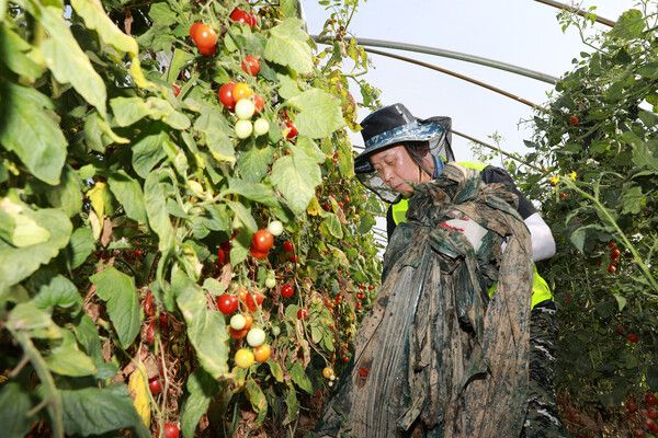 29일 NH투자증권이 충남 예산군 수해 피해 농가를 찾아 전사적인 농촌일손돕기 봉사활동을 진행했다. 이날 봉사활동에는 윤병운 NH투자증권 사장을 비롯해 임직원 40여명이 참여했다./사진제공=NH투자증권