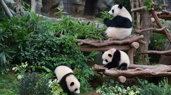 [홍콩관광청_이미지] 홍콩 오션파크