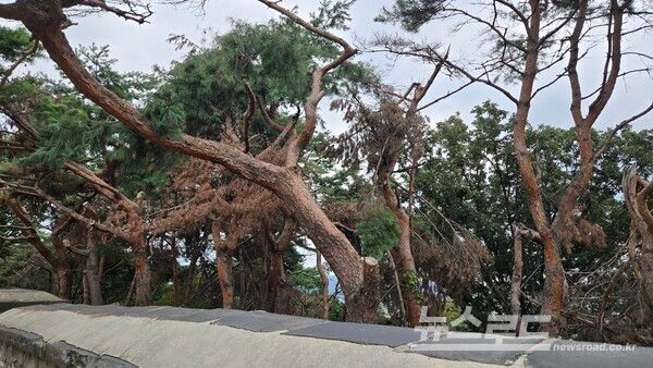 고사된 소나무가 방치된 모습을 수원화성 둘레길을 돌면 여러 곳에서 목격할 수 있다./사진=경기도일간기자단