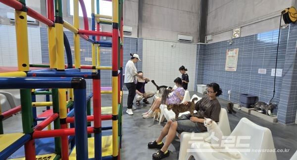 주주팜 냥이 하우스에서 다양한 종류의 고양이들과 즐거운 시간을 보내고 있는 체험 관광객들 [사진=서진수기자]