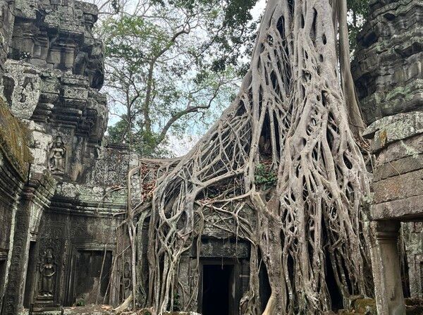 거대한 스펑나무가 타 프롬의 건축물을 둘러싸고 있다. 사진=조성진 기자