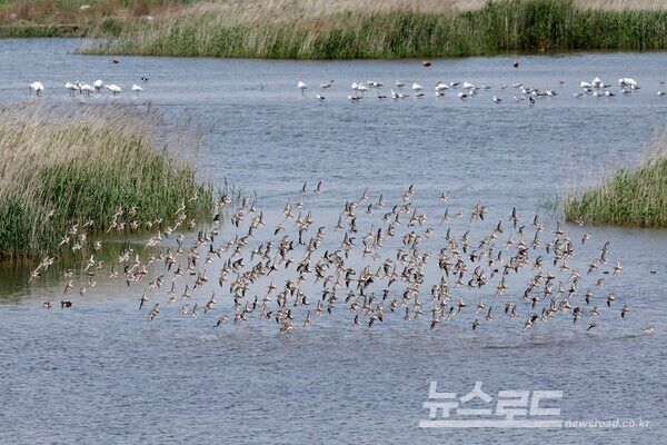 화성습지에 민물도요새가 떼를 지어 날아다니는 모습/사진=범대위