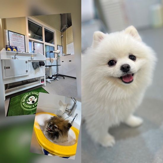 버블독스 데이앤케어