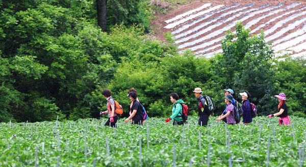 외씨버선길_이어 걷는 사람들 모습 [사진=승우여행사]