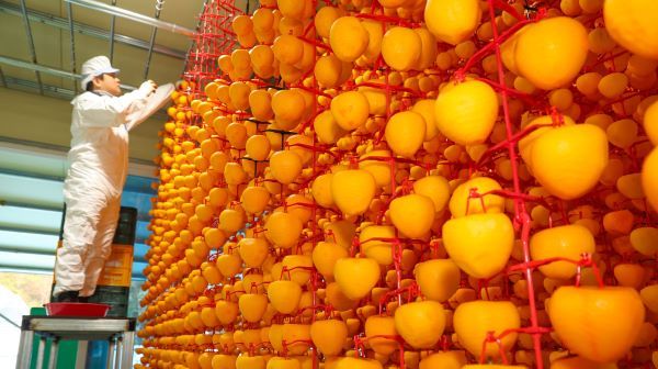 산청곶감 건조 작업 [사진=산청군]