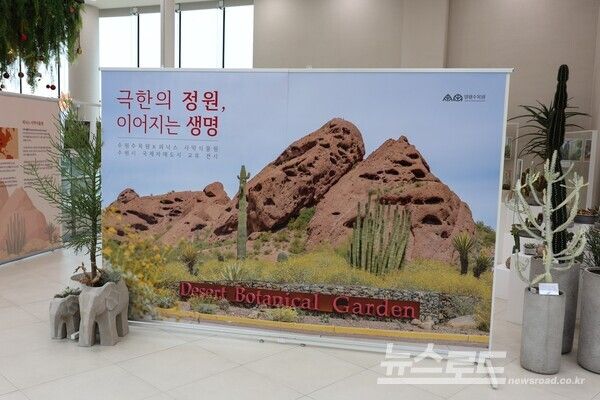 수원 일월수목원 전시온실에 봄을 알리는 제라늄이 전시돼 있다./사진=수원시&nbsp;