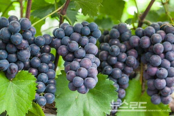 대부 포도/사진=안산시