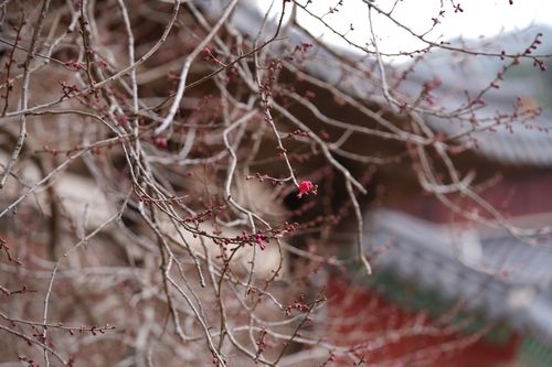 올해 첫 꽃망울 틔운 화엄사 홍매화/연합뉴스