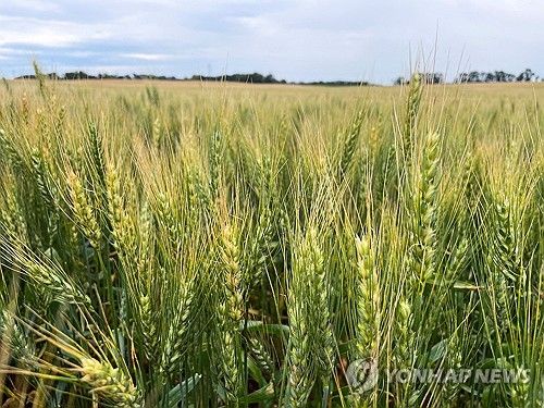미국 노스다코타주의 한 밀밭/연합뉴스