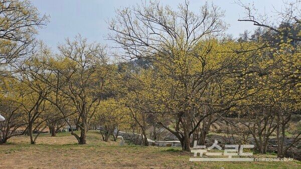 '제27회 이천백사산수유꽃축제'가 열리는 백사면 일대의 산수유 군락지 모습/사진=뉴스로드 김영식 기자