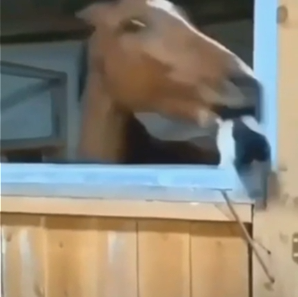 고양이가 너무 귀찮았던 말의 행동